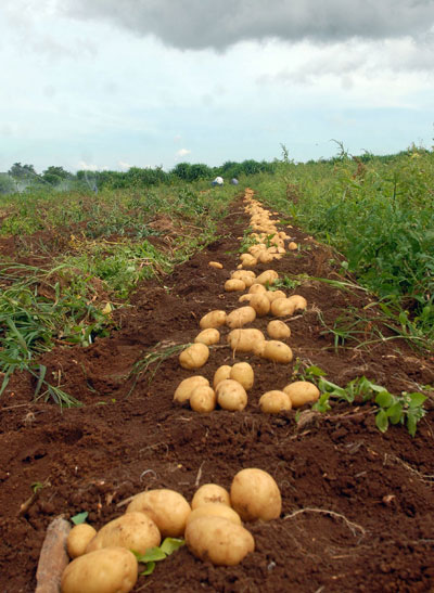 Plantação de batatas orgânicas - Foto: Elza Fiuza / Wikimedia Commons