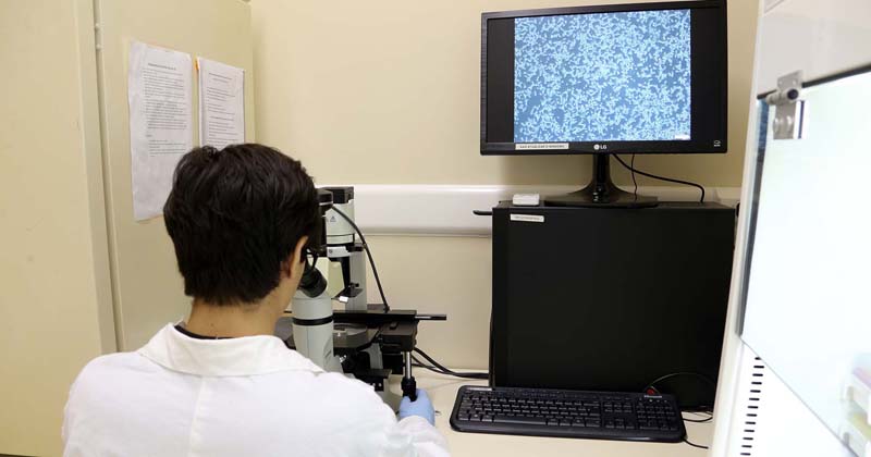 No Laboratório, cultura de células é observada e fotografada ao microscópio - Foto: Jorge Maruta/USP Imagens