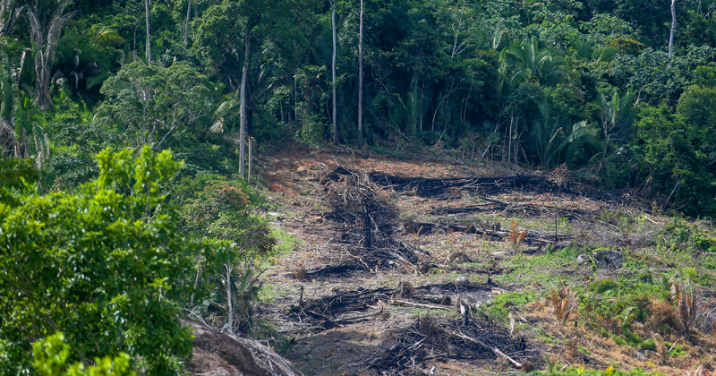 Deslocamentos florestais em uma parte da Amazônia podem desencadear mudanças de difícil previsão em outras áreas - Foto: Cecília Bastos/USP Imagens