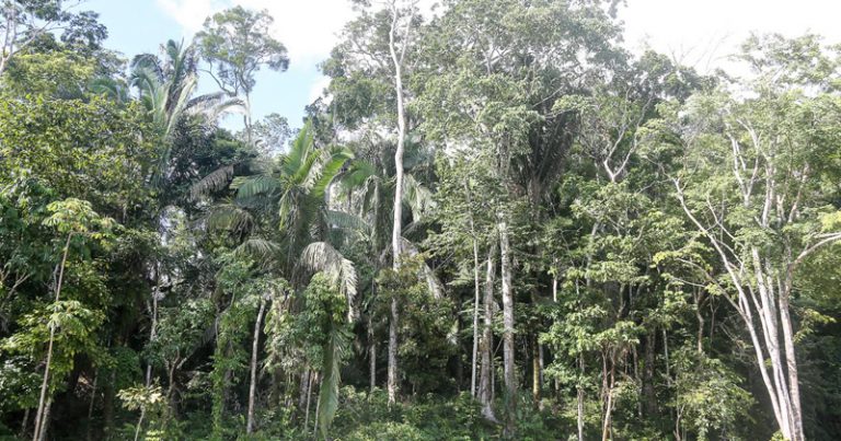 Transpiração das árvores amazônicas leva grande volume de água para a atmosfera e alimenta chuvas em outras regiões