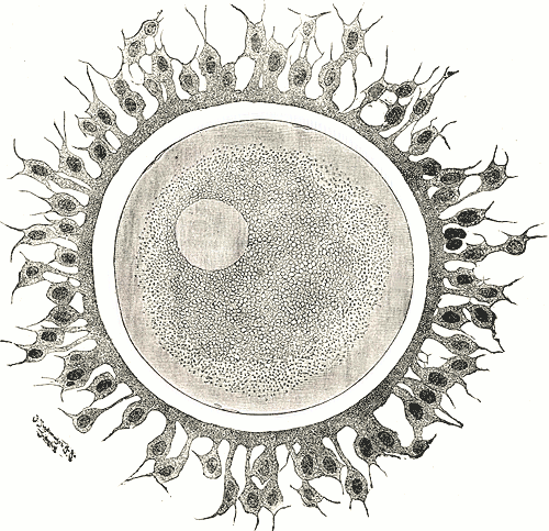 O óvulo em si mostra uma área central, na qual se vê o ponto germinal – Ilustração: Henry Vandyke Carter via Wikimedia Commons / Domínio Público .