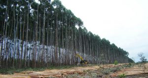 Estudos sobre manejo de floresta ganham laboratório em Itatinga