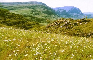 Botânicos da USP atualizam catálogo da flora da Serra do Cipó