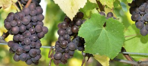 Vinho orgânico pode ser opção de proteção ao meio ambiente e a saúde