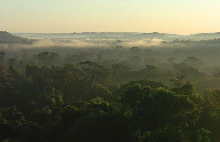 Floresta amazônica - Foto: Cecília Bastos/USP Imagens