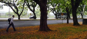 São Paulo precisa tratar melhor suas árvores, defende especialista