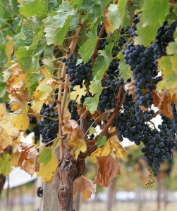 Aquecimento global tem sido bom para a uva vinífera, diz enófilo