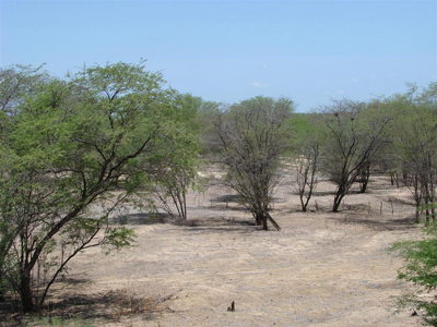  Actinobactérias são comuns no solo da Caatinga - Foto: Wikimedia Commons