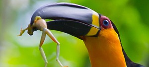 Pesquisa mostra como diferentes hábitos alimentares alteraram a evolução das aves