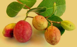 Farmácia é premiada por pesquisa sobre efeito anti-inflamatório do fruto guajiru