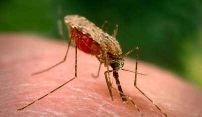 Mosquito Anopheles - Foto: Divulgação/Scientists Against Malaria)