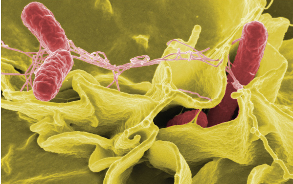 Bactérias intestinais - Foto: Divulgação