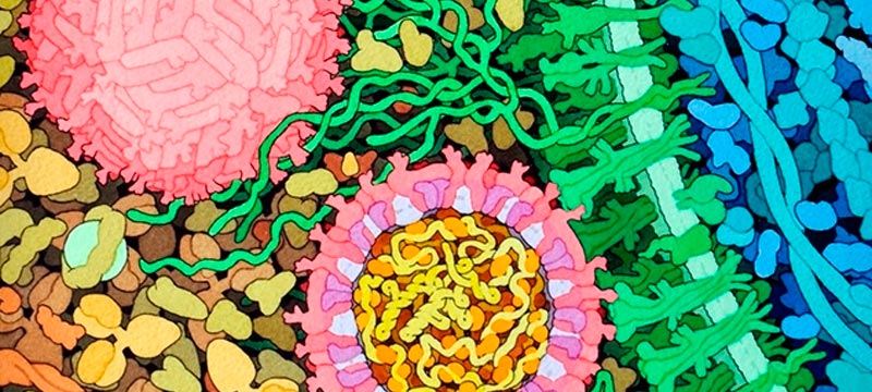 Imunizante desenvolvido por pesquisadores brasileiros e norte-americanos impediu totalmente a replicação viral nos animais. Resultados foram divulgados na revista Nature - Foto: ilustração do corte transversal do vírus Zika - núcleo em amarelo / Wikimedia Commons