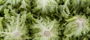 Estudo avalia contaminação por salmonela em vegetais prontos para consumo