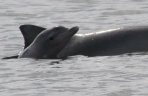 Baleias e golfinhos do Litoral Norte de SP são identificados pelos sons que emitem