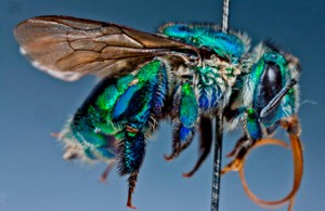 Pesquisa descreve comportamento de abelha que poliniza plantas do cerrado e caatinga