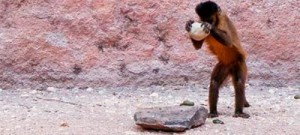 Macacos-prego já usavam ferramentas há 700 anos