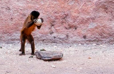 Macaco-prego (Sapajus libidinosus) usa pedra para quebrar fruto na serra da Capivara - Foto: Tiago Falótico/IP-USP