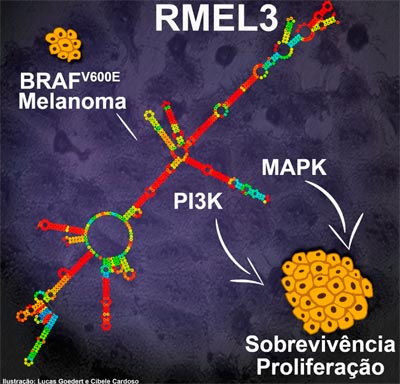 Resultados de experimentos publicados na revista Oncotarget indicam que a inibição de um RNA não codificador denominado RMEL3 pode reduzir em até 95% a proliferação e a sobrevivência das células tumorais (Ilustração: Lucas Goedert e Cibele Cardoso)