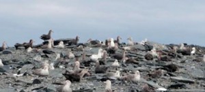 Agrotóxicos ameaçam colônias de aves da Antártica
