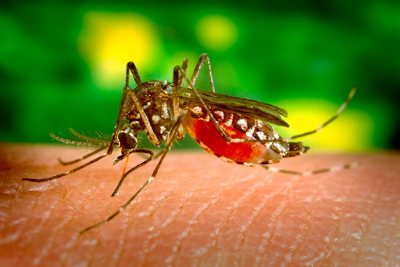 Aedes aegypti não é o único vetor do Zika vírus, que causa a microcefalia em recém-nascidos - Foto: Wikimedia Commons
