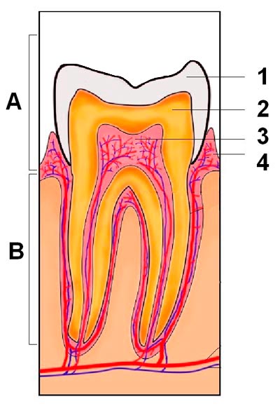 Coroa (A), raiz (B), esmalte (1), dentina (2), câmara pulpar (3), gengiva (4) - Arte: Pedro Bolle (baseado em foto Creative Commons)