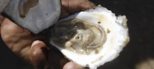 Biólogo da USP tranquiliza: ostras não estão contaminadas