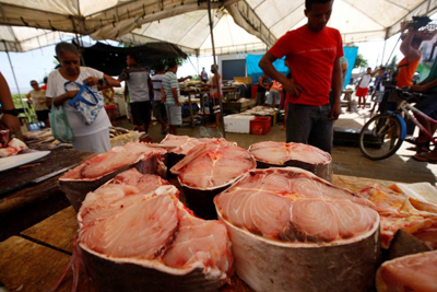 Chegada de peixe ao mercado de Colares - Foto: Rodolfo Oliveira/Agência Pará.