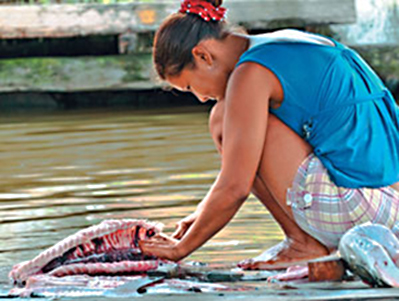 Consumo de peixe fresco cai no Amazonas - Foto: Eduardo Cesar/Pesquisa Fapesp