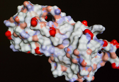 A estrutura da molécula desenvolvida a partir da glândula que produz a saliva - Foto: Guilherme Lara Campos/Gov. ESP