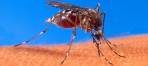 Projeto da USP de combate ao zika será financiado por agência americana