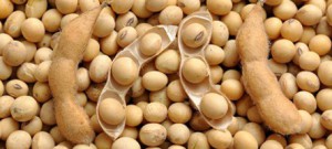 Fermentado de soja estimula a produção de colágeno e melhora elasticidade da pele
