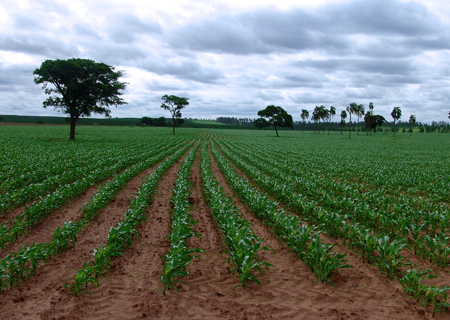 Plantação de milho no interior de São Paulo - Foto: José Reynaldo da Fonseca/Wikimedia Commons