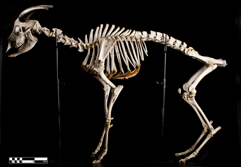 Esqueleto de cabra - Foto: MAV