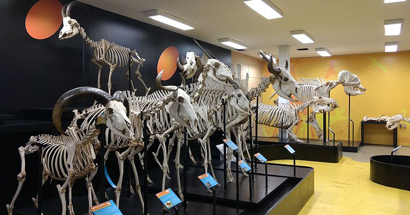 Museu de Anatomia Veterinária da FMVZ-USP (MAV) passou a fazer parte da Wikipedia - Foto: MAV via Wikipedia