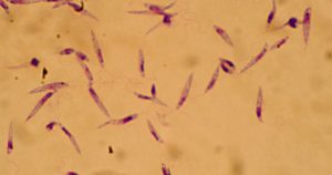 Descoberta abre caminho para novos tratamentos da leishmaniose e doença de Chagas