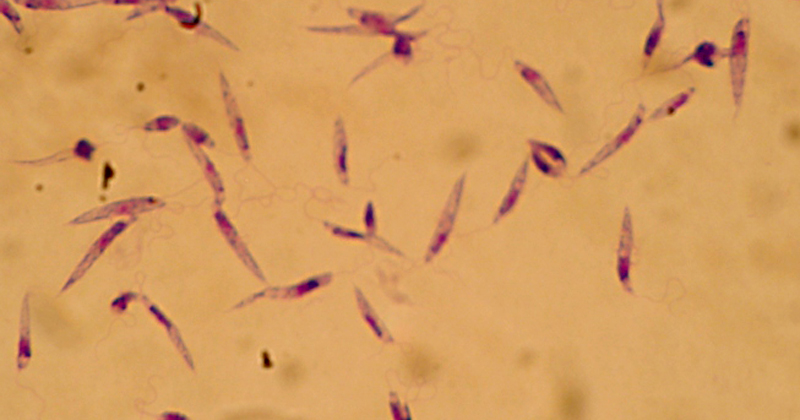 Leishmania major, uma espécie de protozoário flagelado da família Trypanosomatidae - Foto: Abanima via Wikimedia Commons
