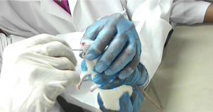 Veterinária discute aspectos éticos sobre o uso de animais em pesquisas
