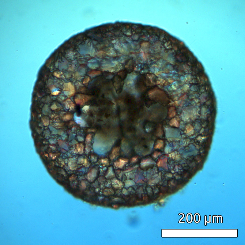 Ameba Cyclopyxis lobostoma, com carapaça (tecameba), sequenciada na pesquisa - Foto: Alfredo L. Porfírio Sousa/LEP-IB