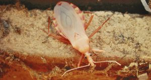 Tratamento e diagnóstico da doença de Chagas têm novo guia