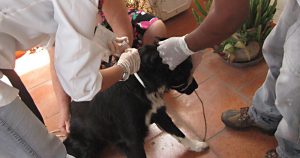 Coleira antileishmaniose é método mais eficaz para controle da doença em cães