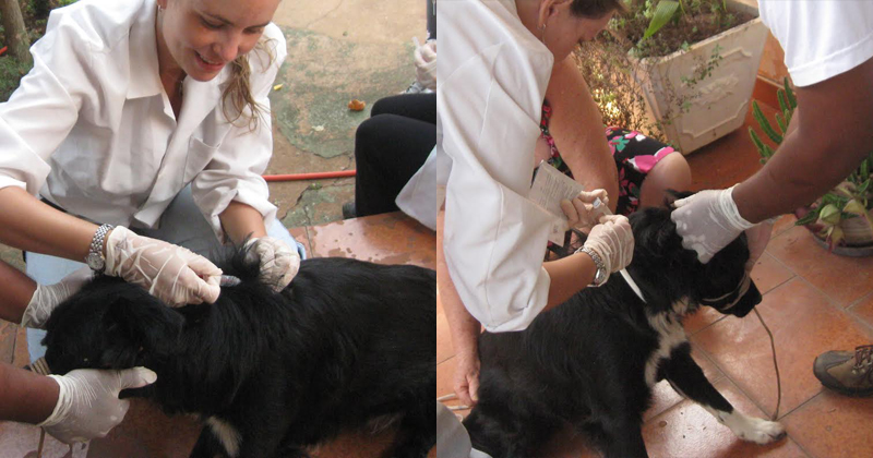 Procedimento para aplicação de vacina e coleira nos cães - Foto: Arquivo da pesquisadora