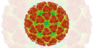 Teste é capaz de diagnosticar 416 vírus de regiões tropicais