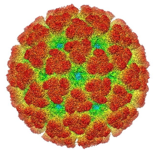 Ferramenta poderá ajudar centros de referência na vigilância epidemiológica de patógenos com potencial para causar epidemias em humanos - Imagem: Chikungunya virus via Wikimedia Commons