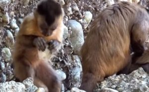 Macacos-prego produzem pedras afiadas semelhantes a ferramentas