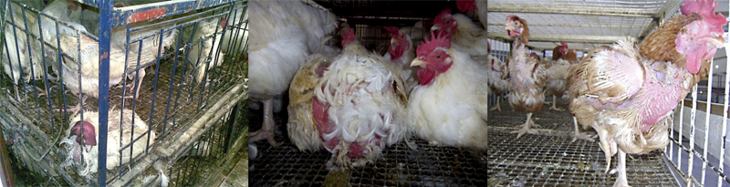 Aves debilitadas que são comercializadas nas avícolas - Foto: Andréa Boa Nova