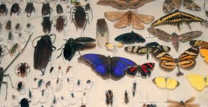 Em Piracicaba, atividades exploram o mundo dos insetos