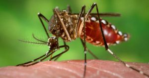 Fêmeas do Aedes são base para medir risco de transmissão de dengue