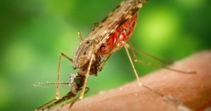Falta de proteína da superfície do parasita da malária evita infecção do mosquito