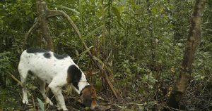 Desmatamento estimula cães a se deslocarem para áreas de mata nativa